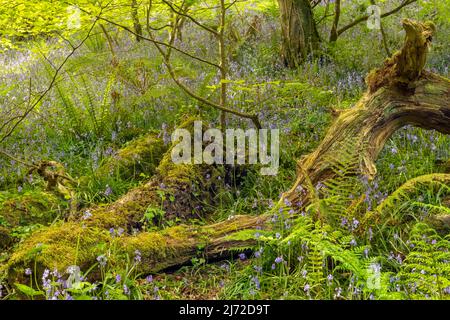 Uno spettacolare tappeto di blubbells nativi a Becklands Woods all'inizio di maggio. I boschi si trovano su una sezione remota del South West Coast Path a North De Foto Stock