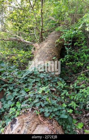 Piante piccole che crescono su tronchi di albero vecchi Foto Stock