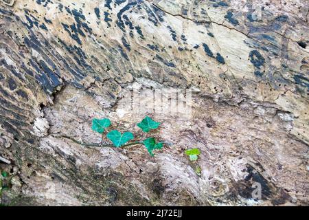 Piante piccole che crescono su tronchi di albero vecchi Foto Stock