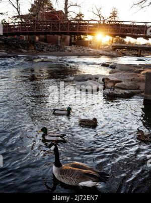 Anatre e oche sul fiume a Reno, Nevada Foto Stock