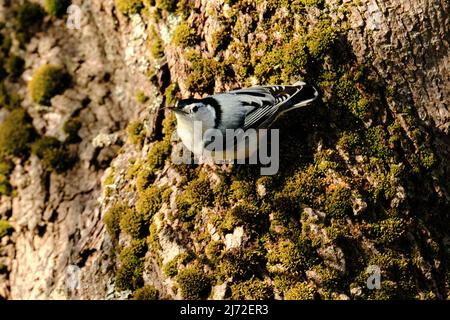 Nuthatch alla brace bianca, Sitta carolinensis. Arroccato su un tronco di albero dopo aver catturato una zanzara nel suo becco Foto Stock