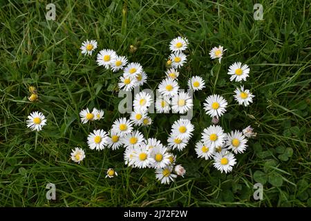 Margherite bianche (Bellis perennis) che crescono in erba. Foto Stock