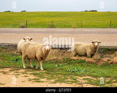 Mandria di pecore che pascola pacificamente nel campo Foto Stock