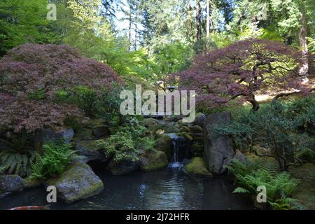 Laghetto con piccola cascata e alberi curati al Giardino Giapponese di Portland in primavera. Oregon, Stati Uniti Foto Stock