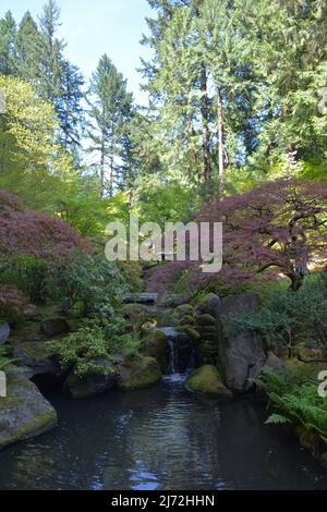 Laghetto con piccola cascata e alberi curati al Giardino Giapponese di Portland in primavera. Oregon, Stati Uniti Foto Stock