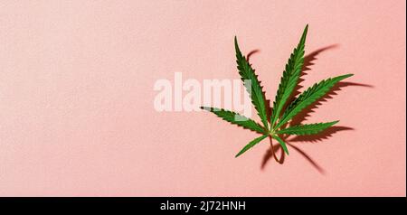La foglia di canapa verde proietta l'ombra su uno sfondo rosa. Banner a foglia di marijuana medica fresca. Cannabis sativa pianta per la medicina alternativa alle erbe. Foto Stock