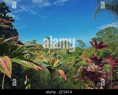 Clima tropicale con vegetazione giungla sfondo naturale. Paesaggio di alberi misti, foresta densa con foglie vivaci e colorate Foto Stock