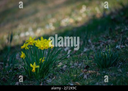 Narcissus fa parte della famiglia delle Amaryllidaceae ed è un genere di piante native dell'Europa Foto Stock