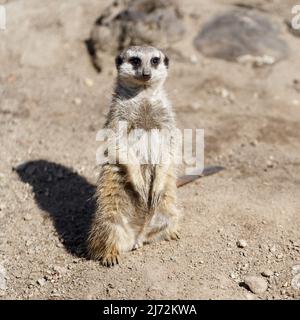 un meerkat allerta si siede nella sabbia e tiene a guardia per paura di uccelli rapaci Foto Stock