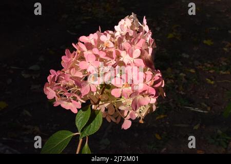 Fioritura Hydrangea paniculata grandiflora. Fiori rosa e bianco di hydrangea Panicled nel giardino. Hydrangea fiore rosa primo piano. Bellissimo Horten Foto Stock