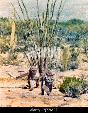 Due giovani cougar selvaggi che corrono nel deserto dell'Arizona Foto Stock