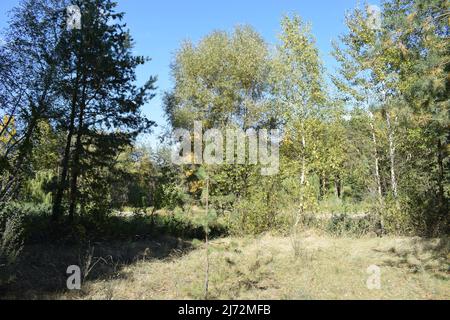 La foresta di abete rosso cresce nelle dune di sabbia. Paesaggio forestale mistico. Un paesaggio di pineta vuoto in una duna di sabbia in una giornata calda. Pinete nella foresta Foto Stock