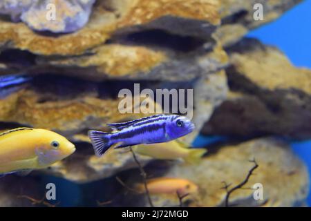 Morfo giallo di Labidocromis caeruleus (laboratorio giallo limone) pesci acquario. Giallo elettrico Afican Cichlid. Cichlids giallo tropicale elettrico. Q. Malawi Foto Stock