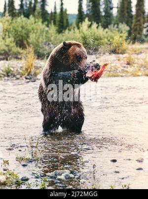 Selvaggio Silvertip grizzly orso salmone pesca in Alaska Foto Stock