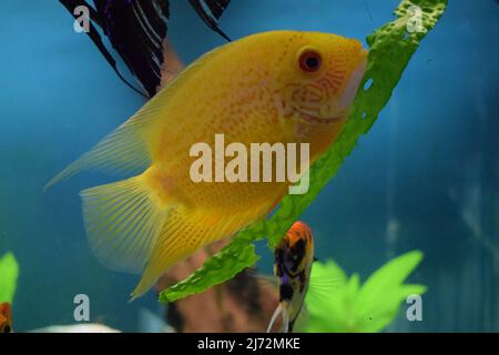 Heros efasciatus. Severum Cichlid nuota nell'acquario. Heros severus nuotare in un acquario. Pesce giallo. Foto Stock