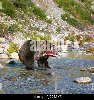 Selvaggio Silvertip grizzly orso salmone pesca in Alaska Foto Stock