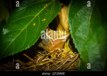 Bambino uccello giovane nel suo nido che piange per il cibo Foto Stock