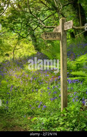 Uno spettacolare tappeto di blubbells nativi a Becklands Woods all'inizio di maggio. I boschi si trovano su una sezione remota del South West Coast Path a North De Foto Stock