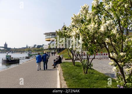 Rive del fiume Reno in una giornata di primavera luminosa Foto Stock