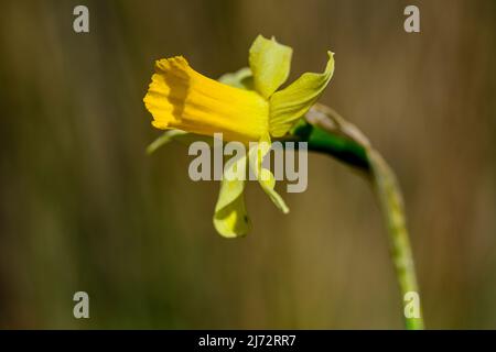 Narcissus nevadensis - Giornata internazionale dell'ambiente. Foto Stock