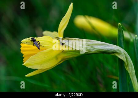 Narcissus nevadensis - Giornata internazionale dell'ambiente. Foto Stock