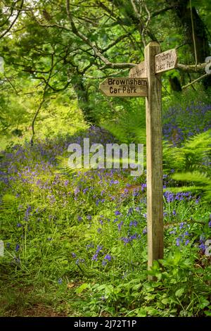 Uno spettacolare tappeto di blubbells nativi a Becklands Woods all'inizio di maggio. I boschi si trovano su una sezione remota del South West Coast Path a North De Foto Stock