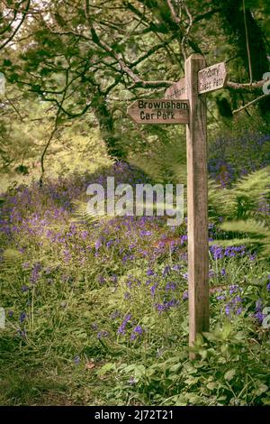 Uno spettacolare tappeto di blubbells nativi a Becklands Woods all'inizio di maggio. I boschi si trovano su una sezione remota del South West Coast Path a North De Foto Stock