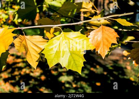 Foglia di acero giallo autunno tra fogliame verde. Inizio autunno. Foto Stock