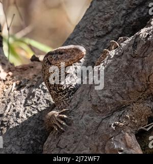 Monitor Bengala, Varanus bengalensis, lucertola nascosta in un buco su un albero in India Foto Stock