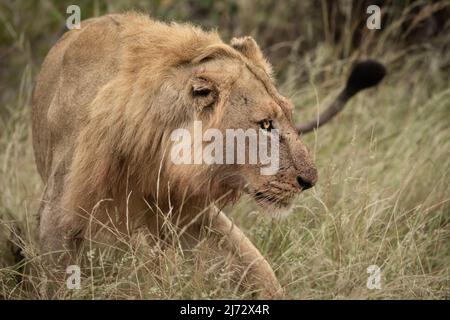 Giovane leone africano maschio caccia a Balule Reserve, Olifants West, Greater Kruger, Sudafrica. Foto Stock