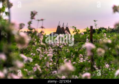 Pembury, Kent, Inghilterra. 05 maggio 2022. I bellissimi frutteti di mele Bramley si sono spezzati in fiore nella contea conosciuta come il giardino dell'Inghilterra, mostrato qui con le case Oast in lontananza al tramonto .©Sarah Mott / Alamy Live News, Foto Stock