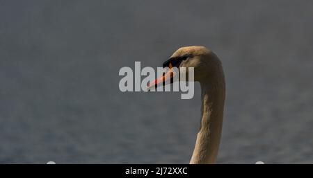 Bel cigno di colore sul lago d'acqua sorgiva vicino alla grande città di Ostrava Foto Stock