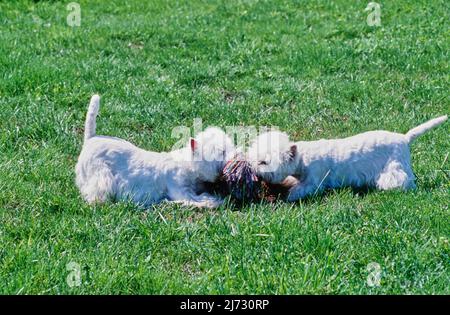 Due West Highland White Terriers che giocano un rimorchiatore di guerra su prato erboso Foto Stock