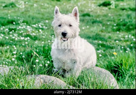 West Highland White Terrier seduto su roccia in erba e fiori bianchi Foto Stock