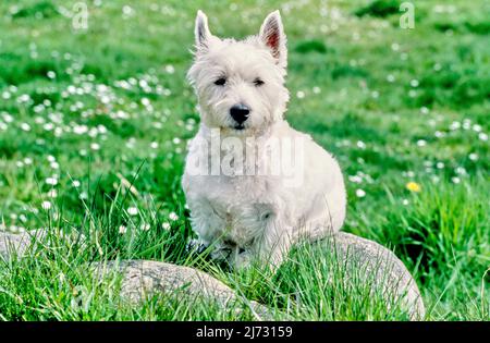 West Highland White Terrier seduto su roccia in erba e fiori bianchi Foto Stock