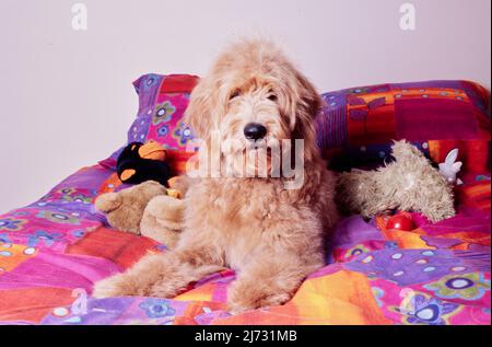 Cane Goldendoodle che si stende sul letto con giocattoli animali ripieni Foto Stock