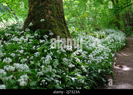 I fiori bianchi di aglio selvatico in fiore. Foto Stock