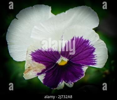 pansy Calgary Zoo Alberta Foto Stock