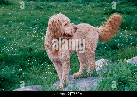 Goldendoodle in erba su roccia Foto Stock