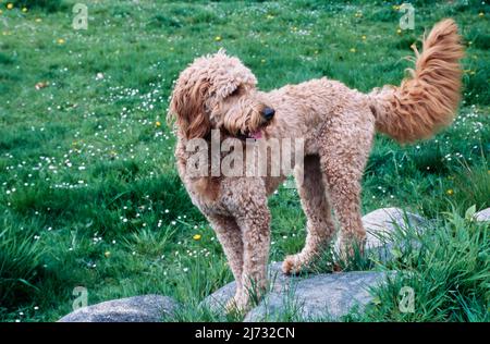 Goldendoodle in erba su roccia Foto Stock