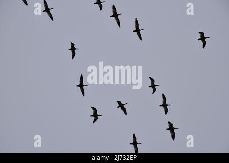 Una sciabola di oche della neve migrante visto in volo sopra la Sauvie Island Wildlife Area vicino Portland, Oregon, nel febbraio 2022. Foto Stock