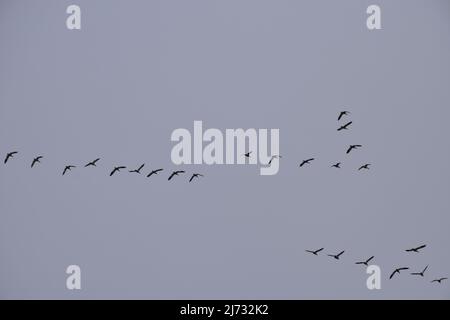 Una sciabola di oche della neve migrante visto in volo sopra la Sauvie Island Wildlife Area vicino Portland, Oregon, nel febbraio 2022. Foto Stock