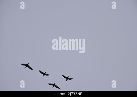 Una sciabola di oche della neve migrante visto in volo sopra la Sauvie Island Wildlife Area vicino Portland, Oregon, nel febbraio 2022. Foto Stock