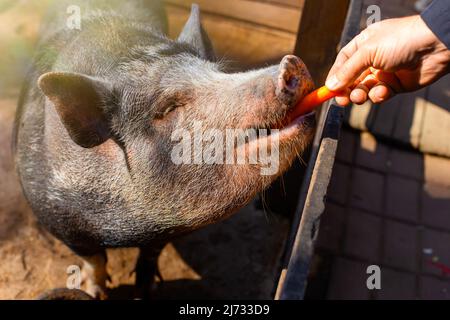 Una mano di mans alimenta carote ad un piccolo maiale nero in piedi in un Corral di legno su una fattoria. Foto Stock