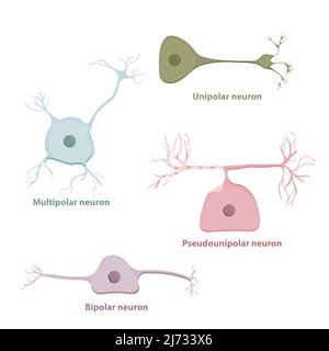 Tipi di neuroni di base, basati sul numero e sul posizionamento degli assoni Illustrazione Vettoriale
