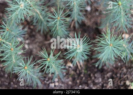 Piccoli giovani pianta di pino verde raggiungono per il sole vista dall'alto sfondo Foto Stock