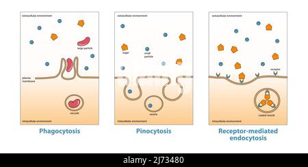 Variazioni dell'endocitosi: Fagocitosi, pinocitosi, endocitosi mediata dai recettori. Illustrazione Vettoriale