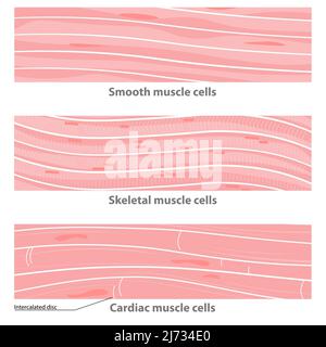 Tipi di struttura del tessuto muscolare: Cardiaca, liscia, speletale. Cellule del muscolo liscio, cellule del muscolo cardiaco, cellule scheletriche multinucleate. Illustrazione Vettoriale