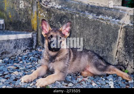 Cucciolo pastore tedesco adagiato in rocce di fronte a gradini di cemento Foto Stock