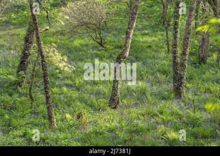 Uno spettacolare tappeto di blubbells nativi a Becklands Woods all'inizio di maggio. I boschi si trovano su una sezione remota del South West Coast Path a North De Foto Stock